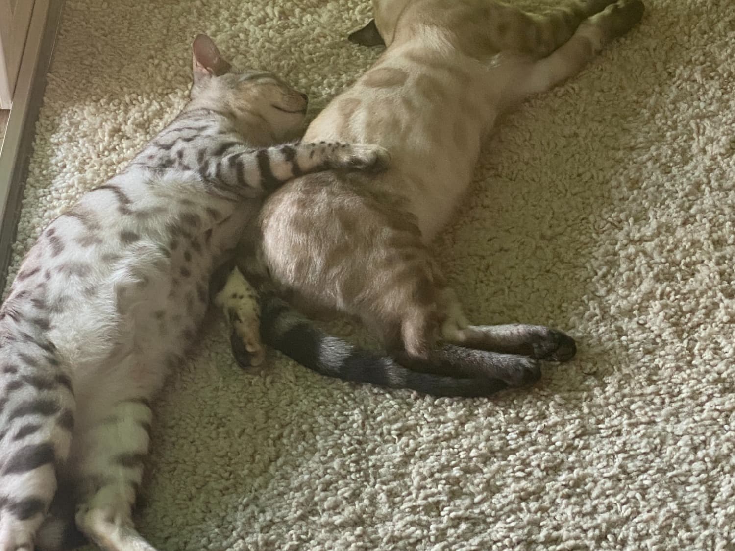 Bengal 1 year old female named Munchkin for breeding in San Diego, California | Petmeetly