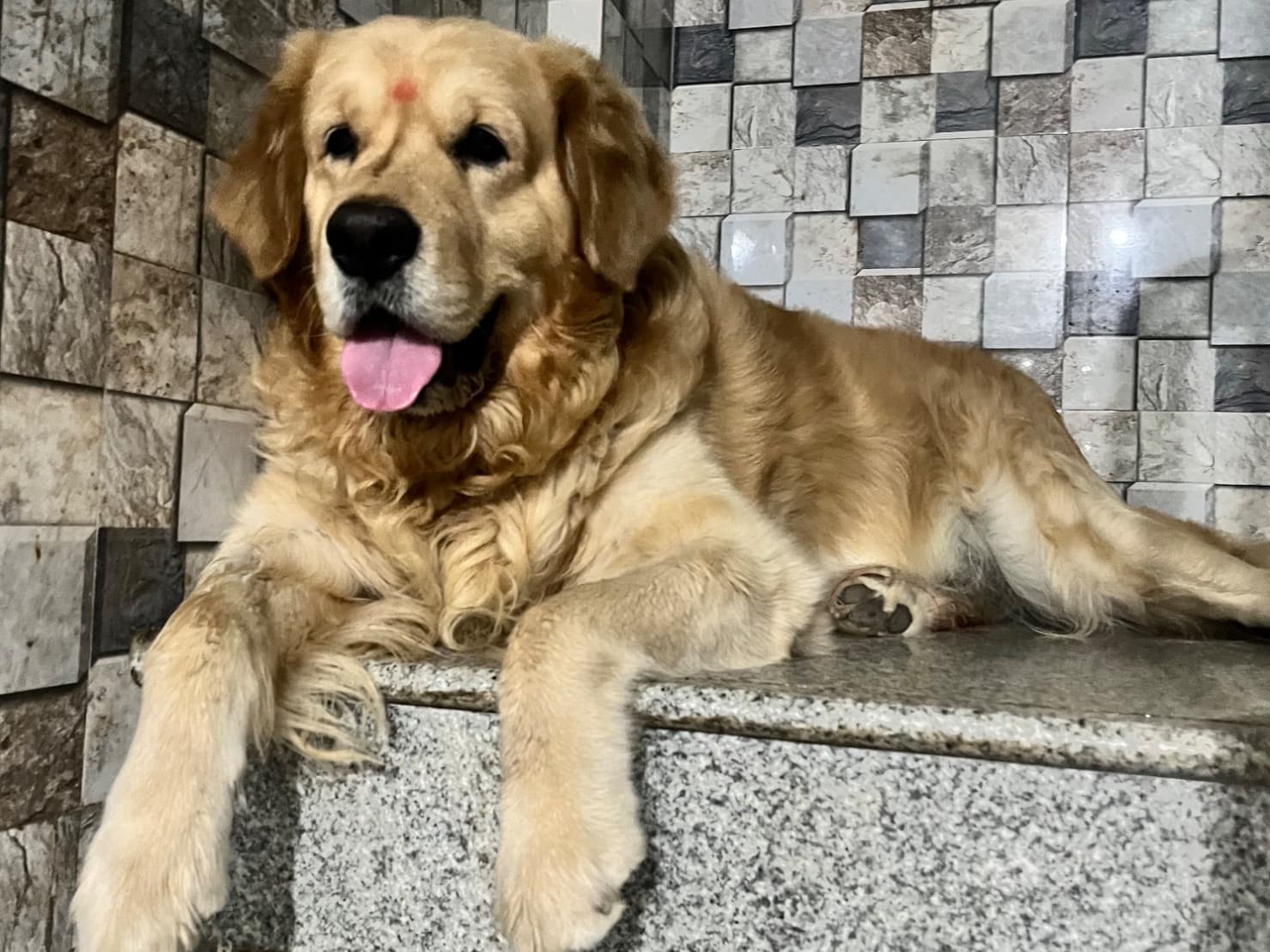 Golden Retriever 7 years old male large named charlie for breeding in Bengaluru, Karnataka | Petmeetly