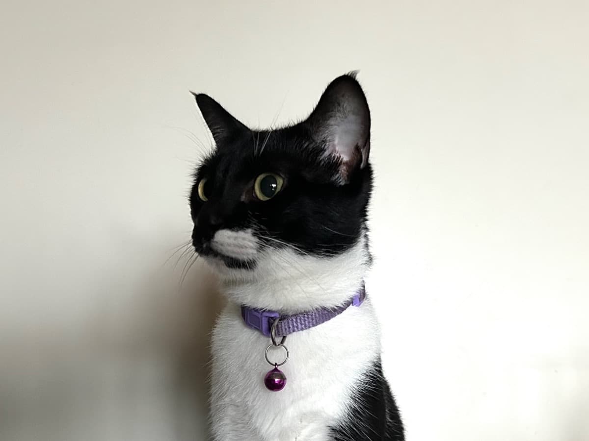 Bombay 3 years old female named Kittu for breeding in Thane, Maharashtra | Petmeetly