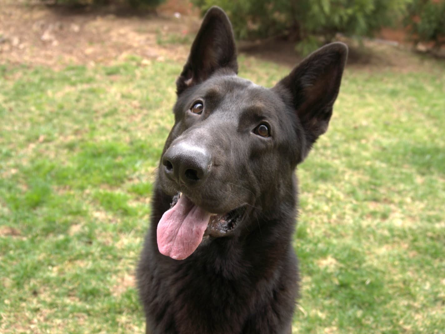 Black German Shepherd 4 years 11 months old male large named Kobe for breeding in Alexandria, Virginia | Petmeetly