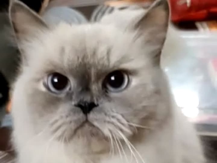 Himalayan 3 years 6 months old female named ellie for breeding in Mumbai, Maharashtra | Petmeetly