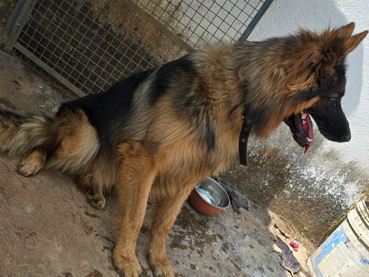 Black German Shepherd 1 year 6 months old male medium named Tyson for breeding in Nelamangala Town, Karnataka | Petmeetly