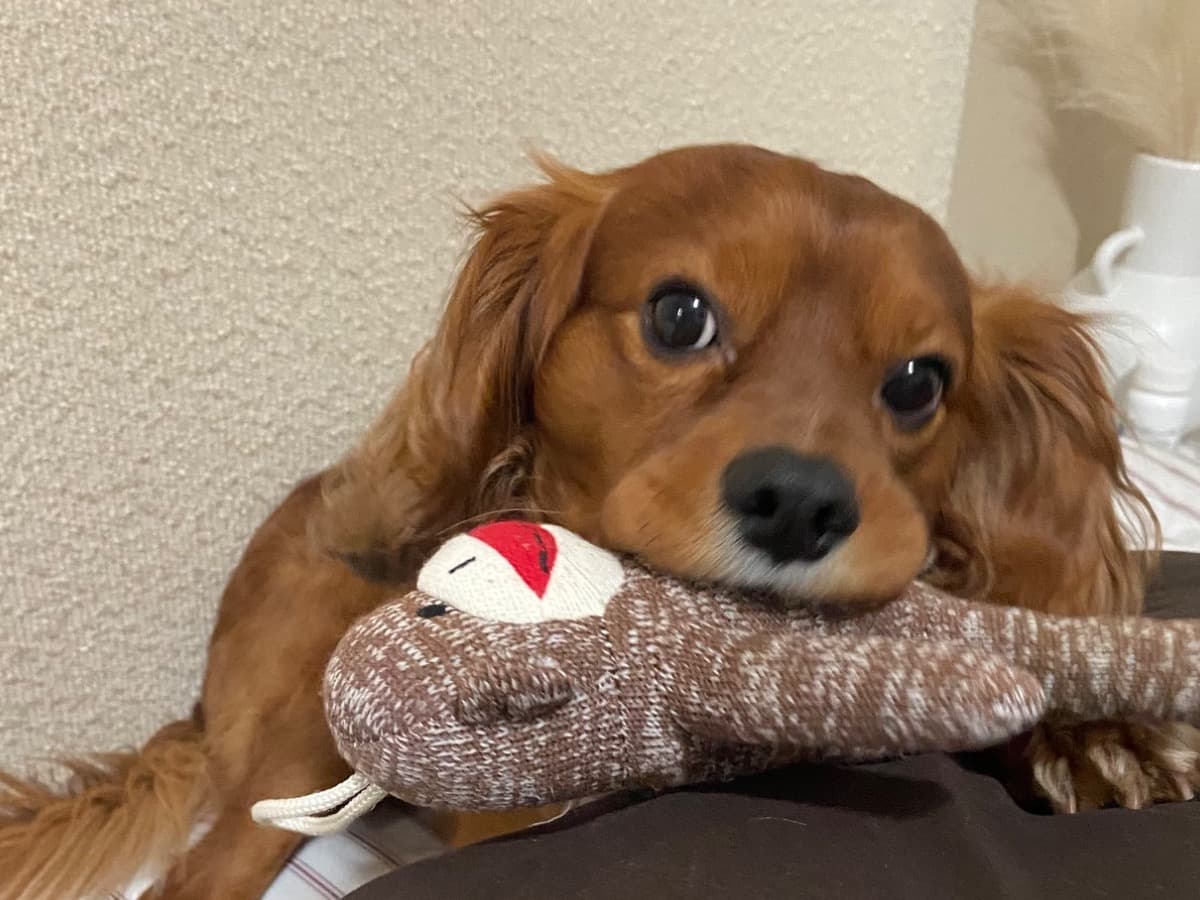 Cavapoo (Cavadoodle) 3 years old male small named Donny for breeding in Mukilteo, Washington | Petmeetly