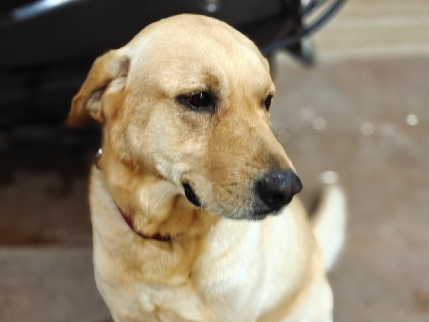 Labrador Retriever 4 years 2 months old male large named Tyson for breeding in Kithiganur, Karnataka | Petmeetly