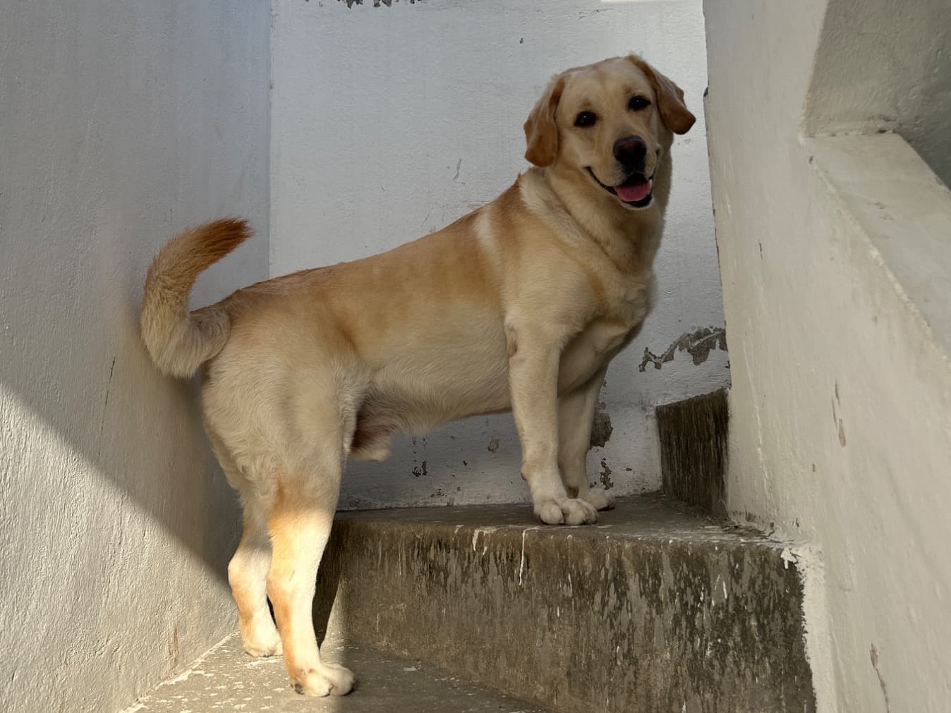 Labrador Retriever 5 years 1 month old male large named Appu for breeding in Ramanathapuram, Tamil Nadu | Petmeetly