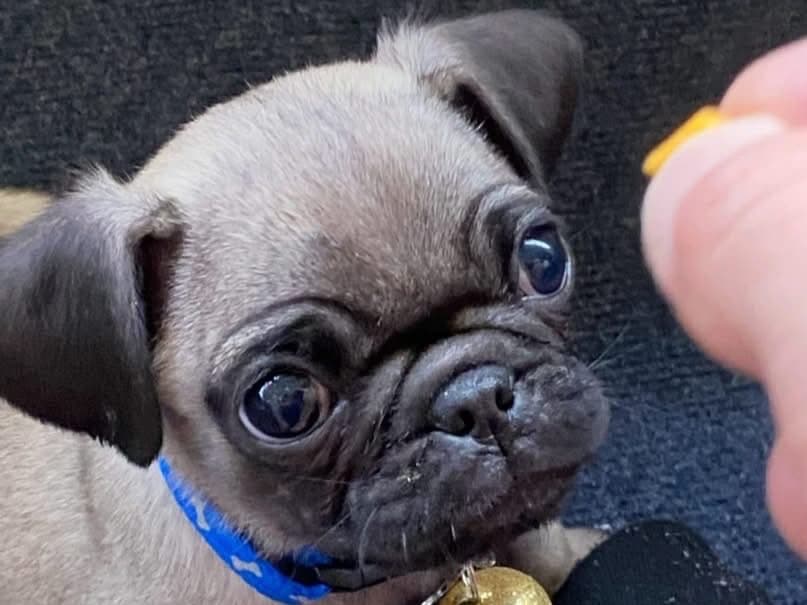 Pug 1 year old male medium named Larzars for breeding in Florida City, Florida | Petmeetly