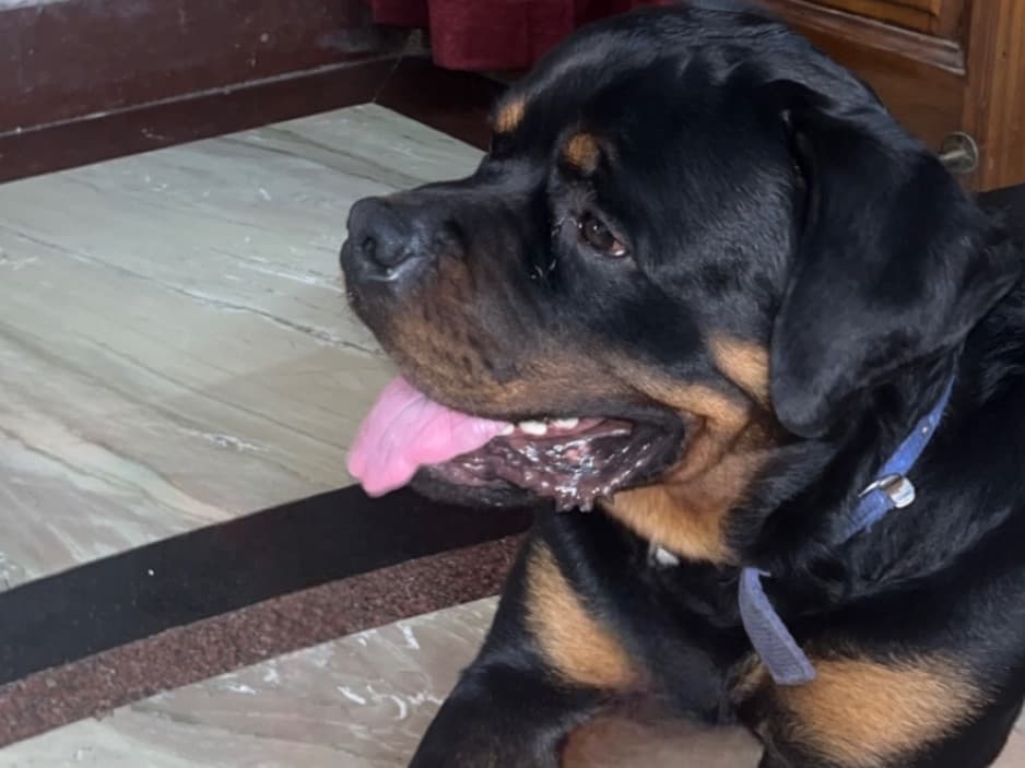 Rottweiler 1 year old male large named sultan for breeding in Faridabad, Haryana | Petmeetly