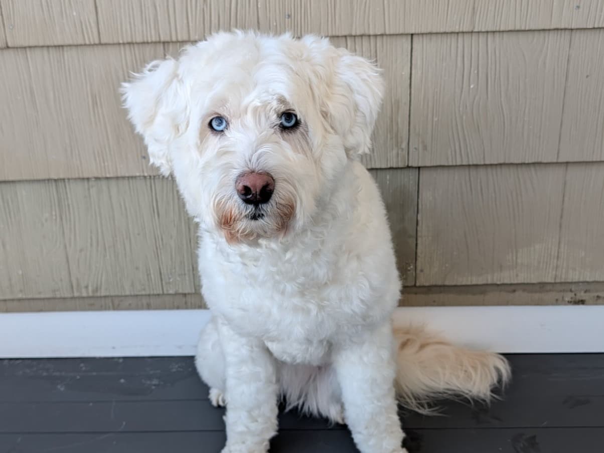 Standard Poodle 5 years old female medium named snow for breeding in Manchester, New Hampshire | Petmeetly