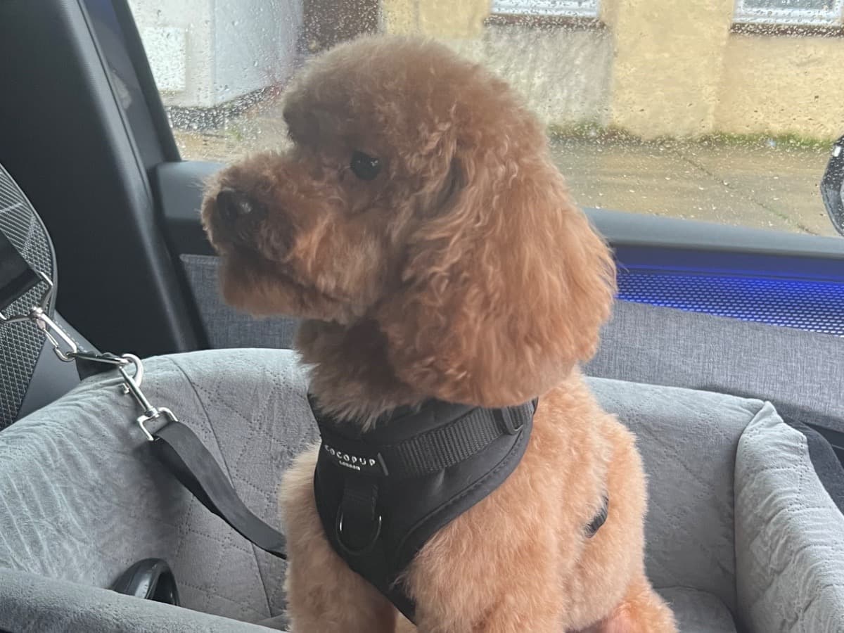 Toy Poodle 1 year 8 months old male small named milo for breeding in Slough, England | Petmeetly