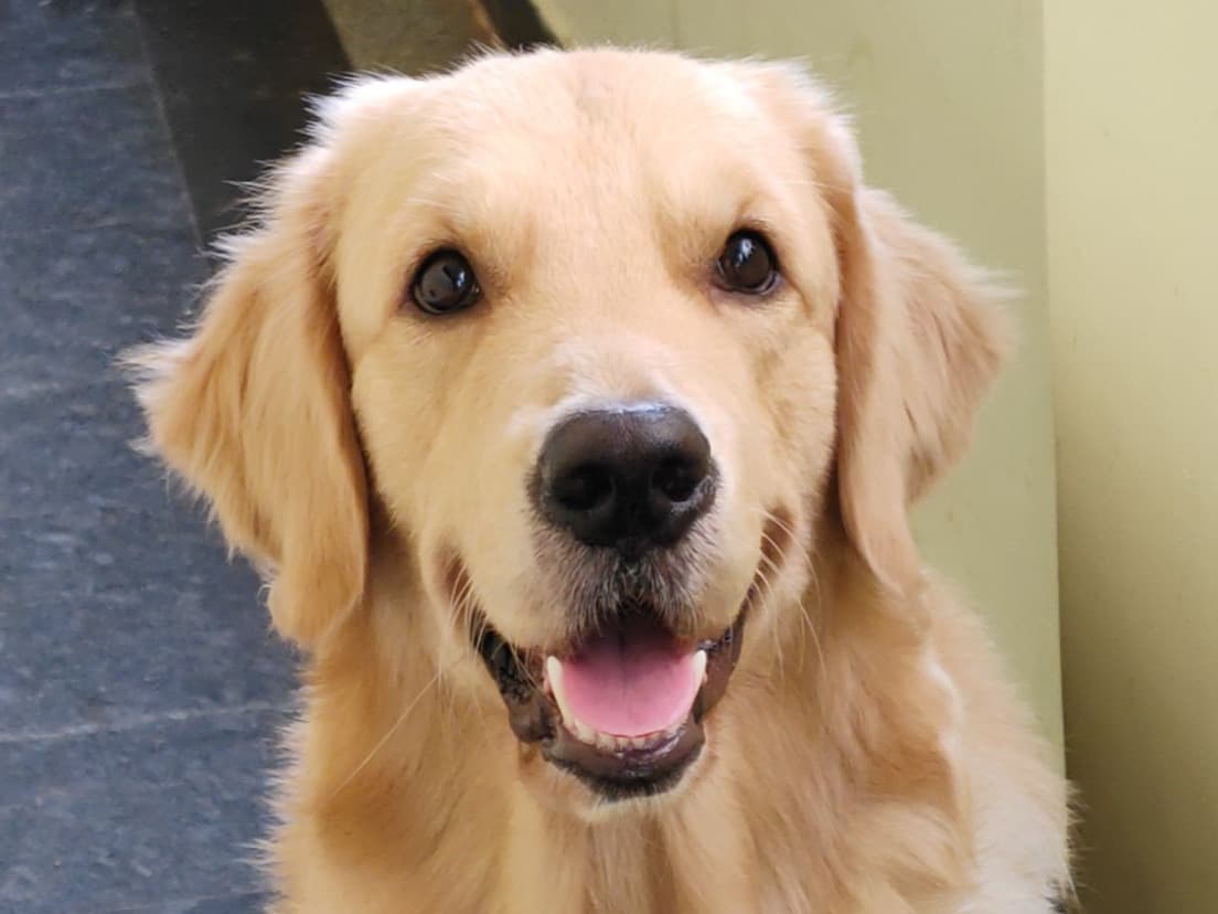 Golden Retriever 1 year old male large named Simba for breeding in Vijayawada, Andhra Pradesh | Petmeetly