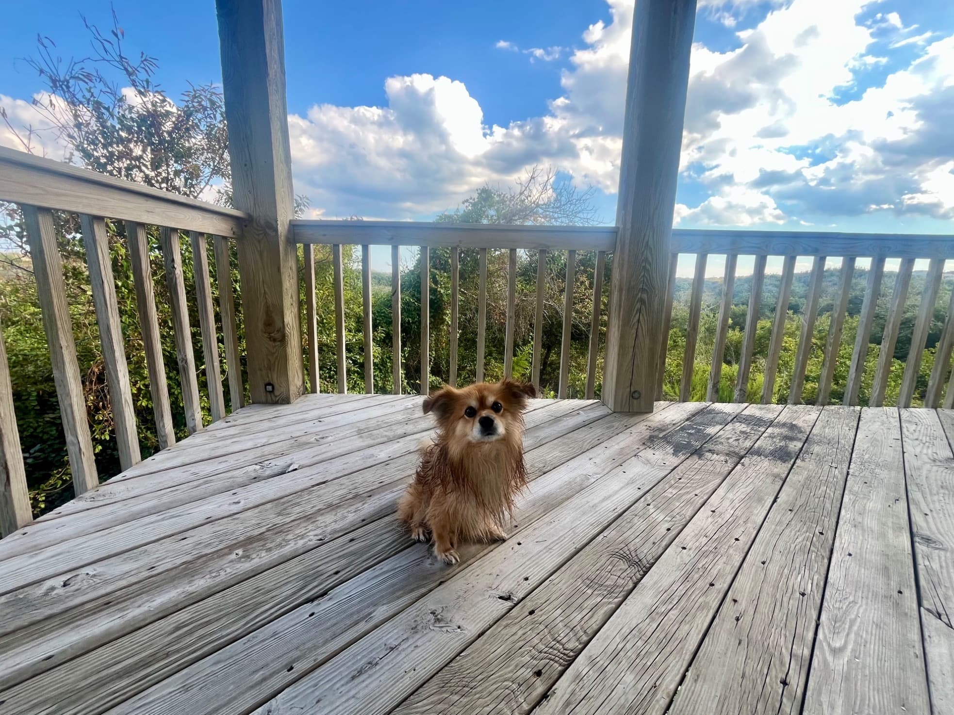 Chihuahua 9 years old male small named Chewie for breeding in Jersey City, New Jersey | Petmeetly