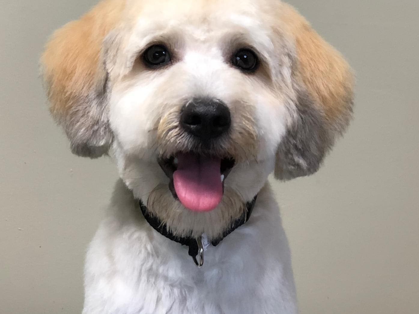 Labradoodle 6 years old male medium named King for breeding in Brooklyn, New York | Petmeetly