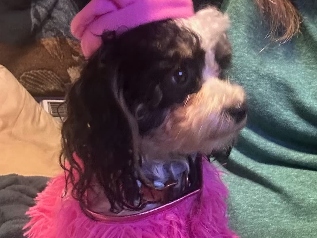 Maltese Shih Tzu 2 years old female small named sweet pea for breeding in Prospect Hill, North Carolina | Petmeetly