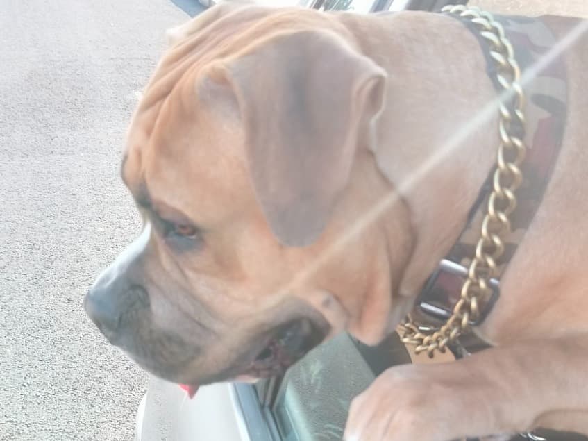 American Bully 2 years old male medium named Scooby for breeding in Bengaluru, Karnataka | Petmeetly