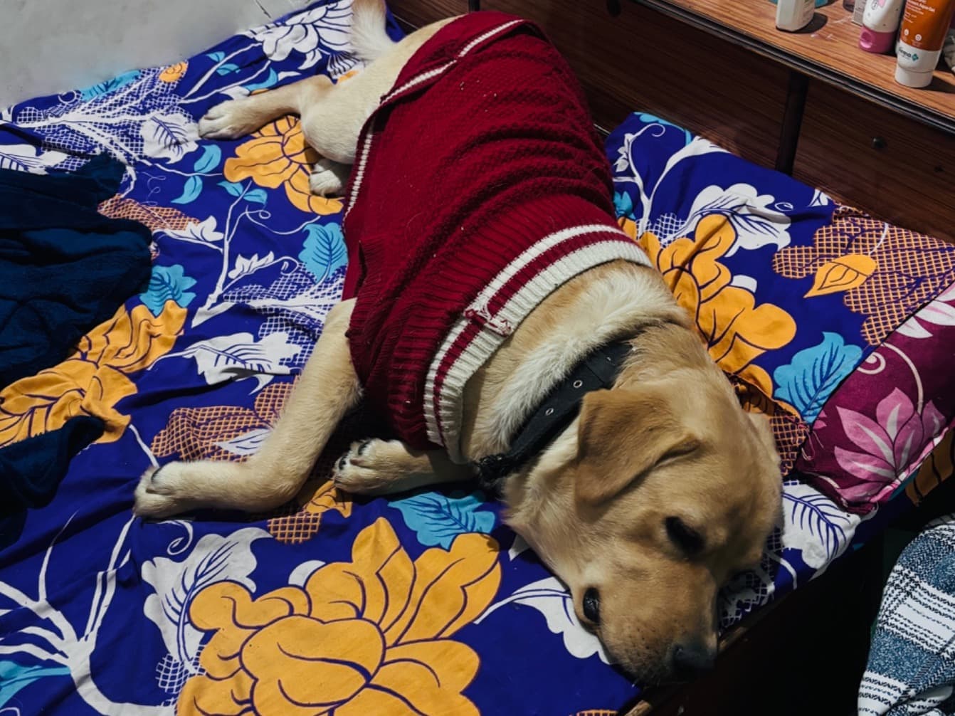 Labrador Retriever 2 years old male large named chiku for breeding in New Delhi, Delhi | Petmeetly