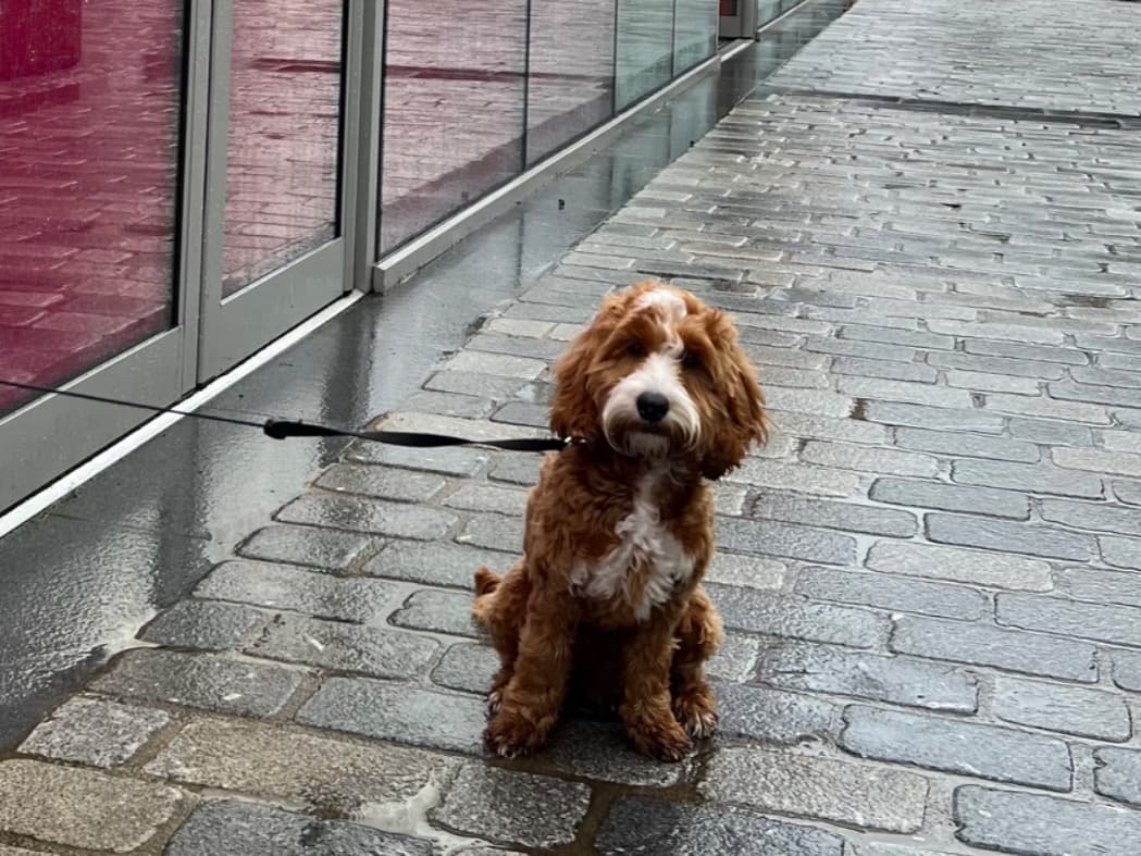 Cockapoo 3 years old male medium named Hugo for breeding in Blackpool, England | Petmeetly