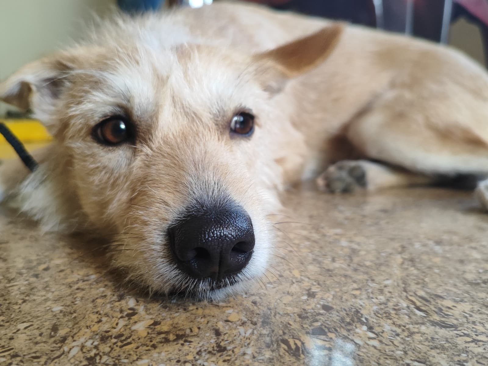 Airedale Terrier 2 years old male small named shiro for breeding in Kakkalur, Tamil Nadu | Petmeetly