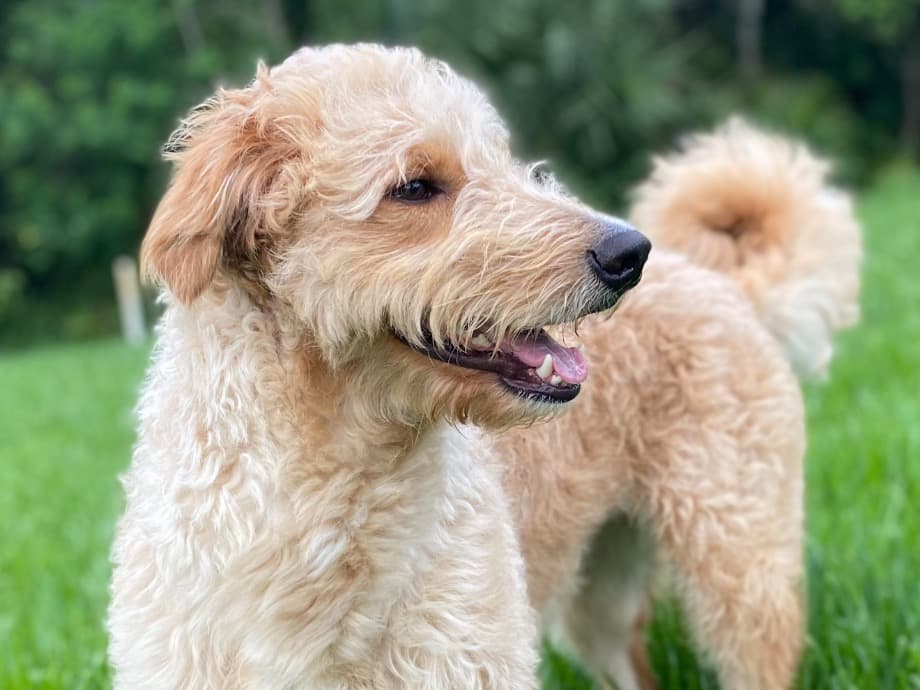 Standard Poodle 4 years old female large named Taffy for breeding in Ormond Beach, Florida | Petmeetly