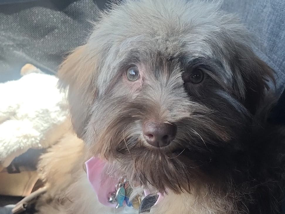 Maltipoo 1 year old male small named Tolle for breeding in San Jose, California | Petmeetly