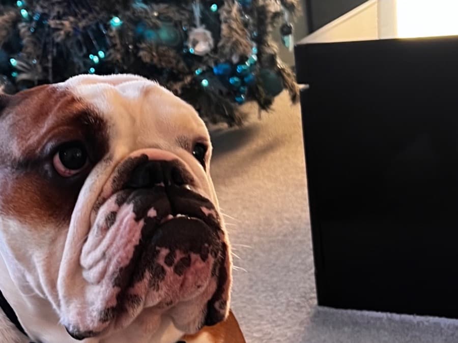 Bulldog 2 years old male medium named Kenny for breeding in Blackpool, England | Petmeetly