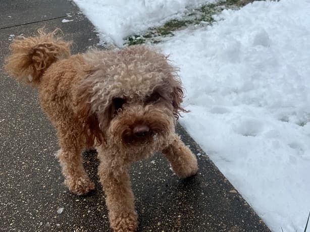 Miniature Poodle 4 years 2 months old male medium named Diesal for breeding in Washington, District of Columbia | Petmeetly