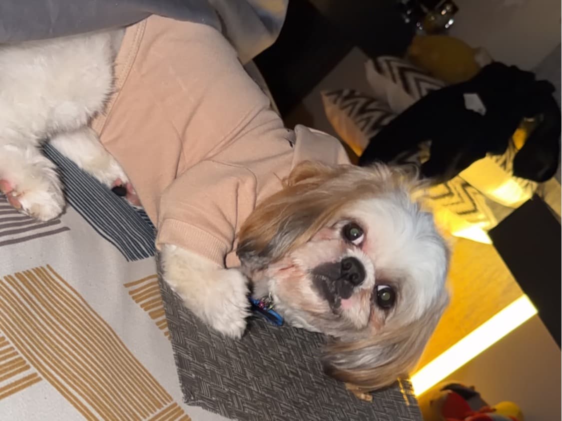 Shih Tzu 3 years 4 months old male medium named Rio for breeding in Gurugram, Haryana | Petmeetly