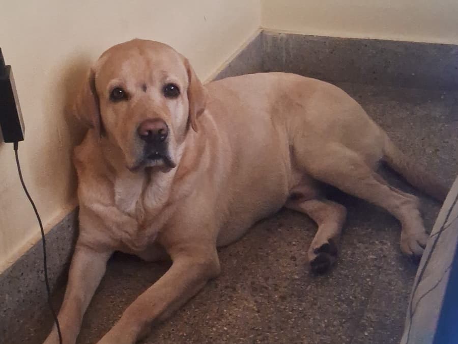 English Labrador Retriever 4 years 4 months old male large named rocky for breeding in Bengaluru, Karnataka | Petmeetly