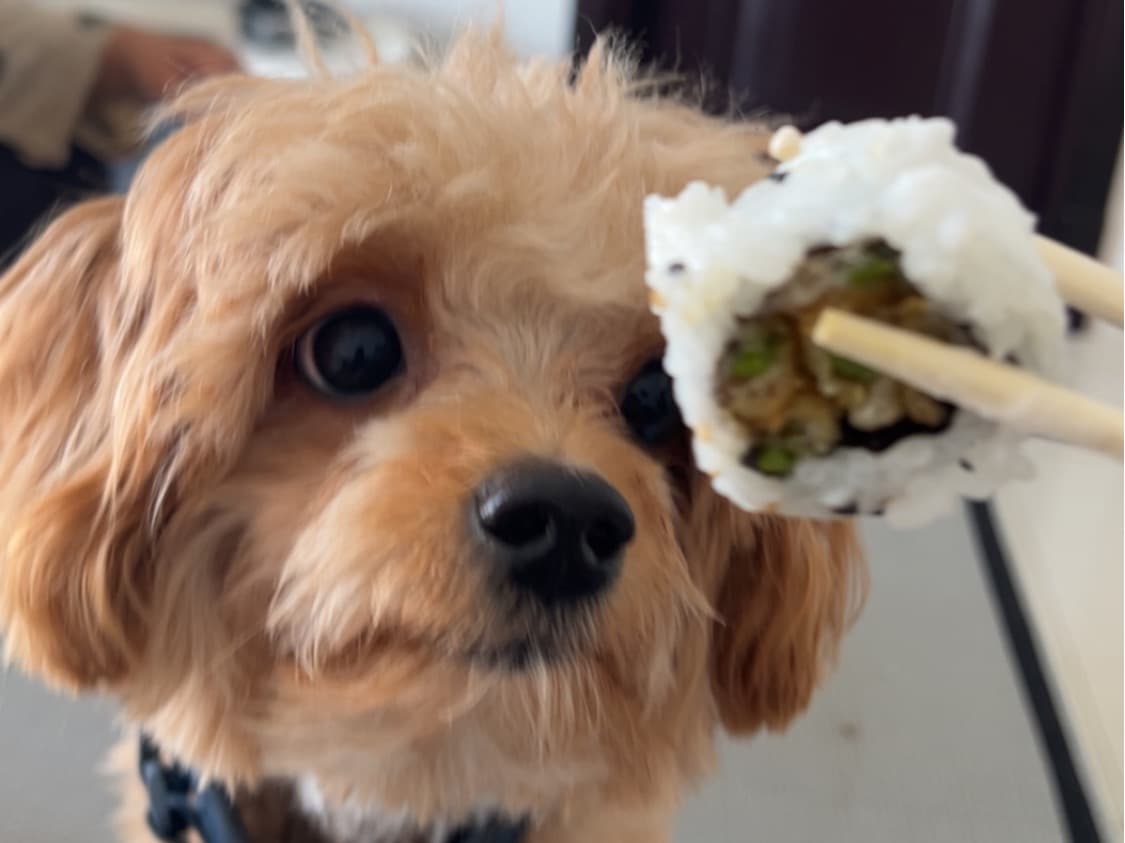 Miniature Maltese 1 year old male small named Sushi for breeding in Bengaluru, Karnataka | Petmeetly