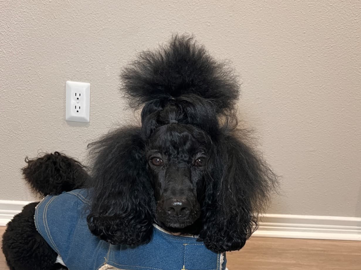 Standard Poodle 2 years old female medium named fancy for breeding in Dallas, Texas | Petmeetly