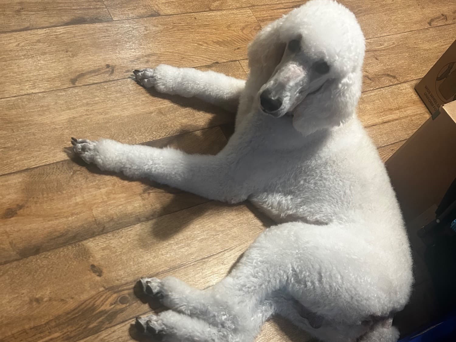 Standard Poodle 2 years old male large named Pancho for breeding in San Diego, California | Petmeetly