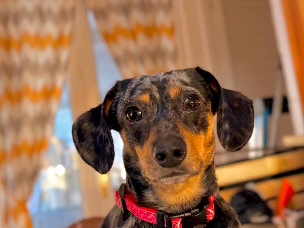 Dachshund 2 years old male small named Jax for breeding in Montville, Connecticut | Petmeetly