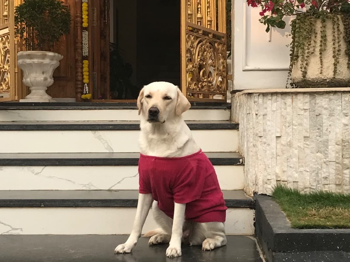 Labrador Retriever 2 years old female medium named Heera for breeding in Secunderabad, Telangana | Petmeetly