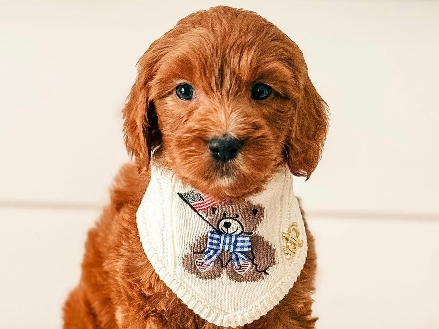 Mini Golden Doodle 1 year old male small named Sam for breeding in Denton, Texas | Petmeetly