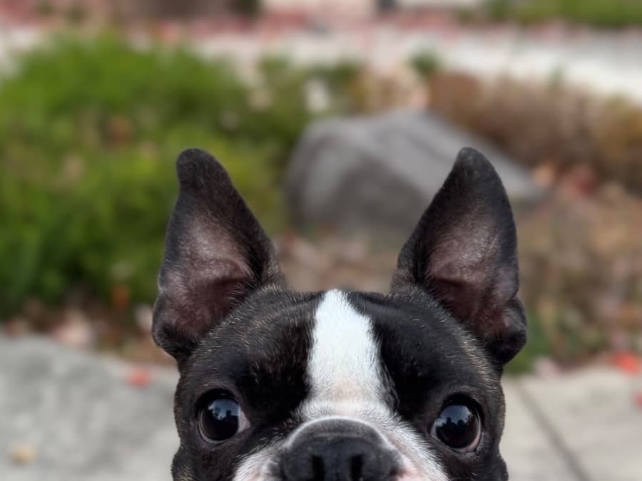 Boston Terrier 2 years old male medium named Moyzi for breeding in Gaithersburg, Maryland | Petmeetly