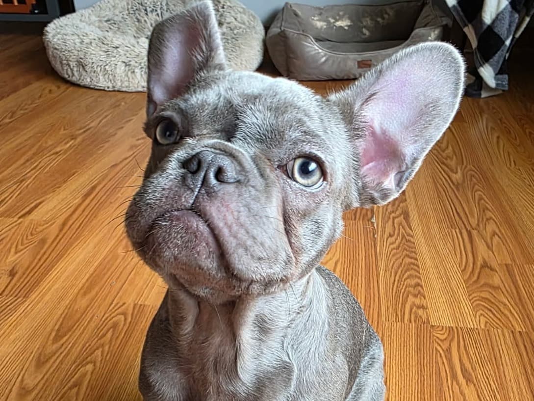 French Bulldog 1 year old male medium named Kruz for breeding in Evansville, Indiana | Petmeetly
