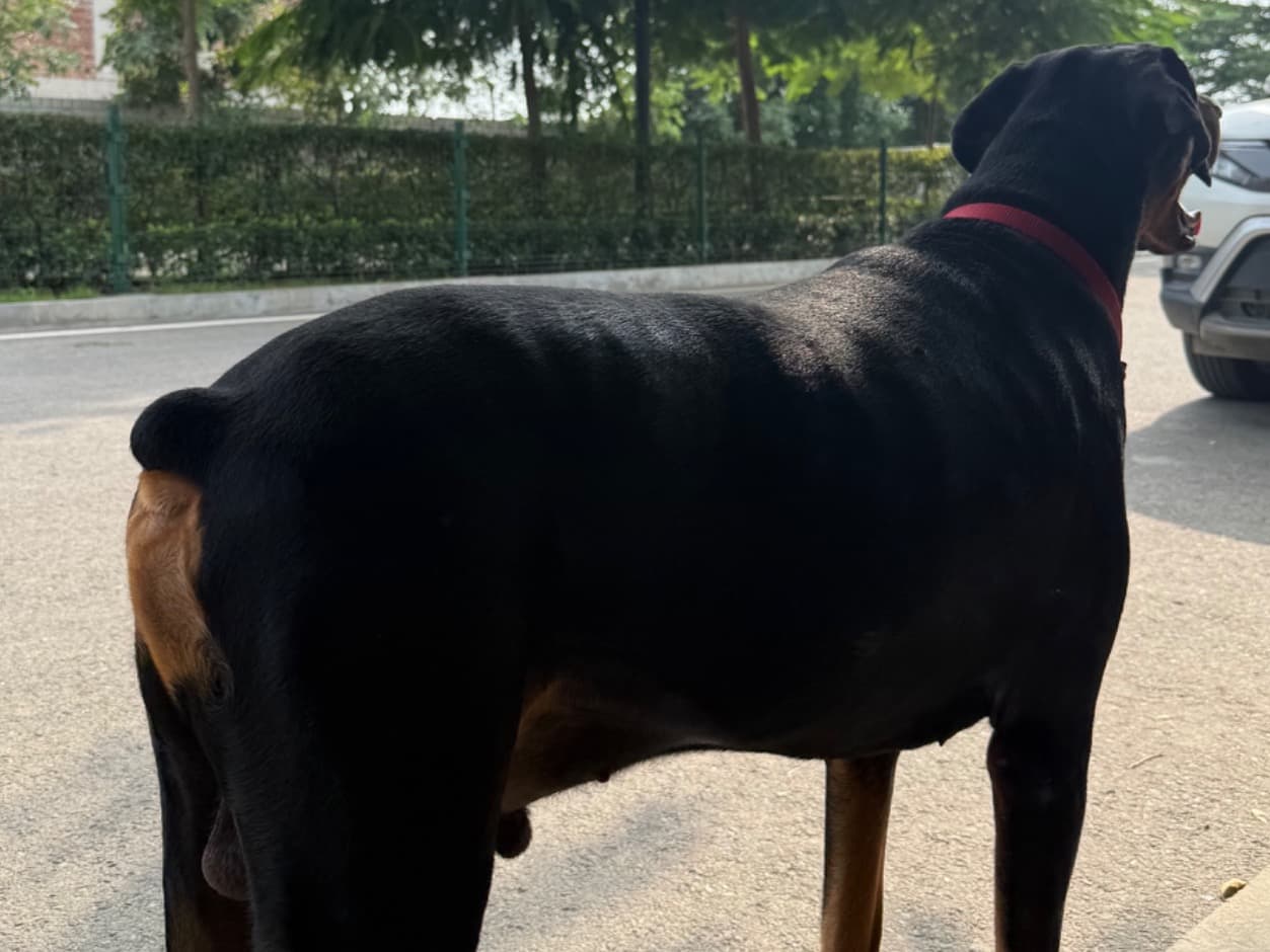 Doberman 5 years old male large named shera for breeding in Faridabad, Haryana | Petmeetly