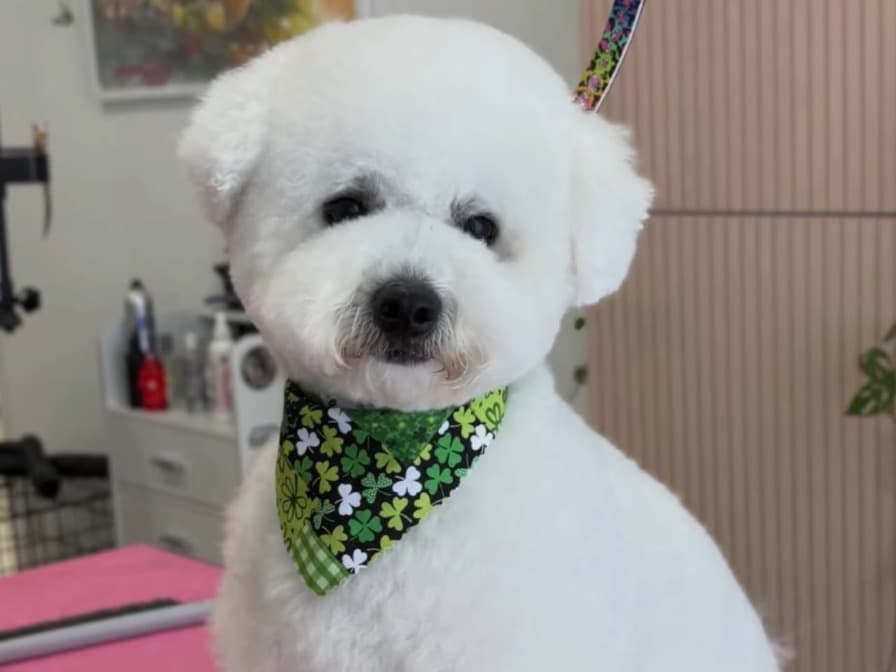 Bichon Frise 1 year 4 months old male small named Buddy for breeding in Costa Mesa, California | Petmeetly