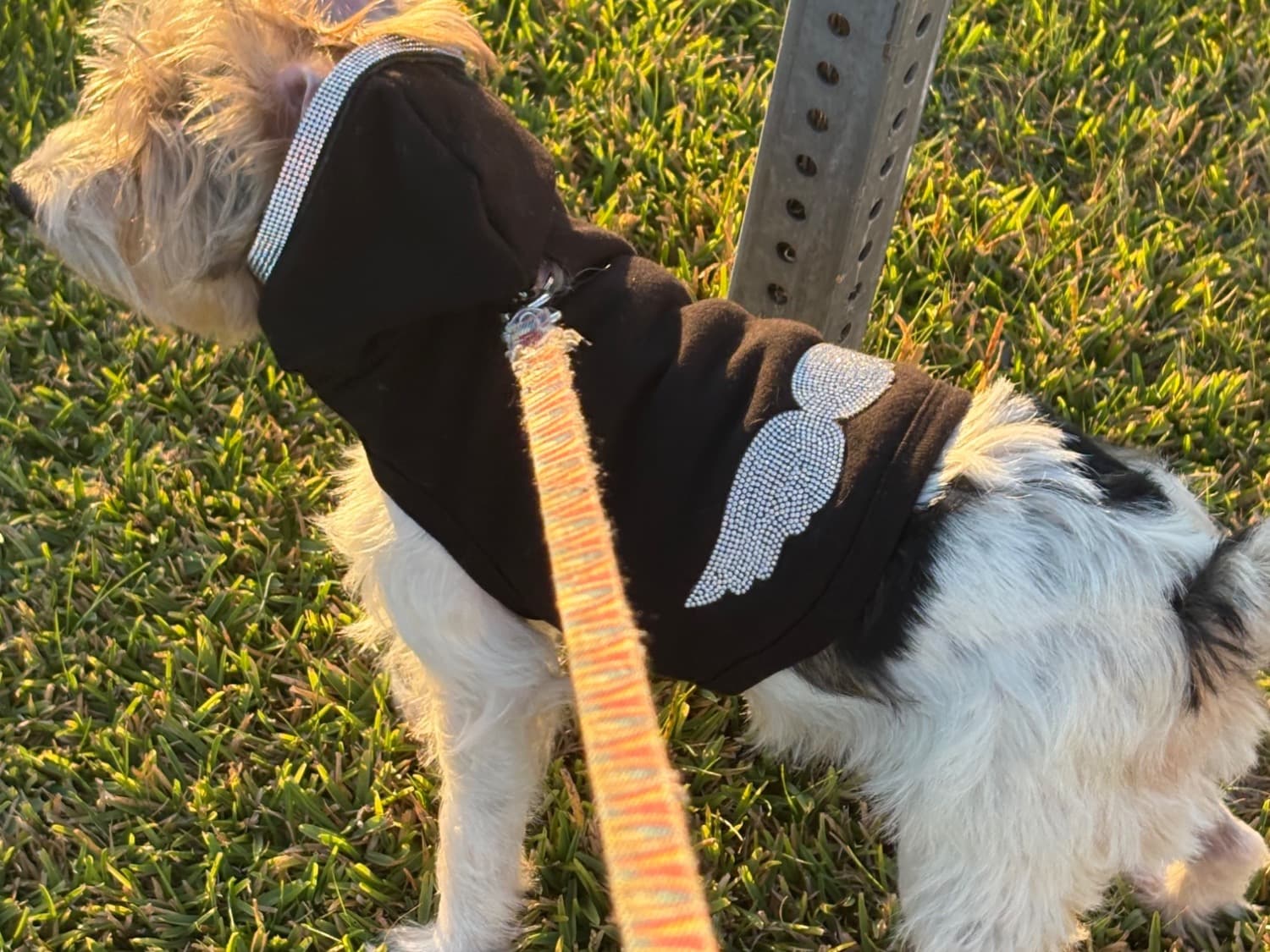 Jack Russell Terrier 5 years old female small named Cricket for breeding in Pico Rivera, California | Petmeetly