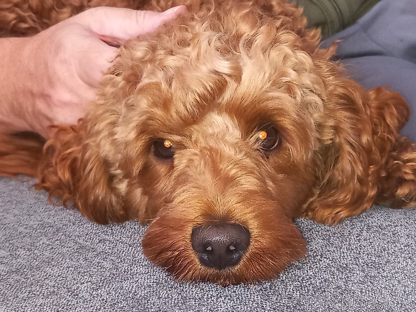 Toy Poodle 1 year 6 months old male medium named Cooper for breeding in Cramlington, England | Petmeetly