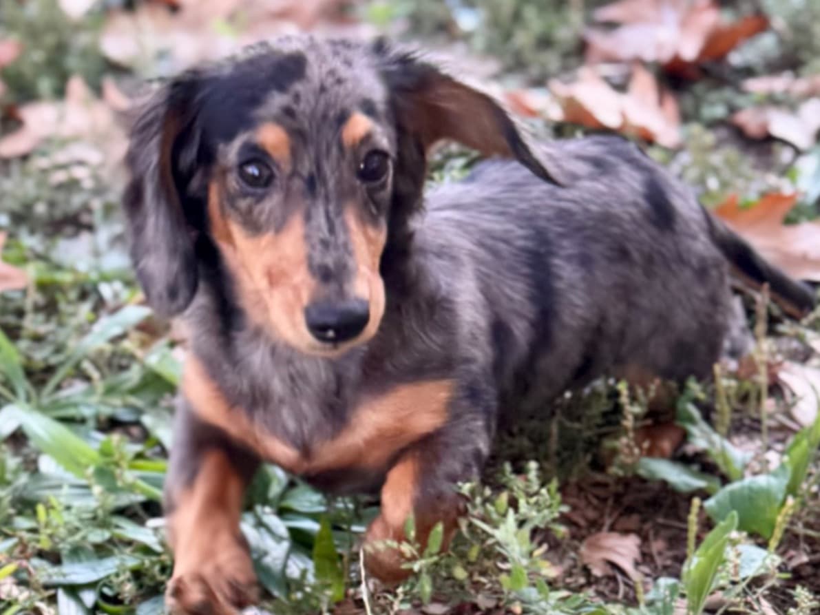 Dachshund 2 years old female small named princess for breeding in Stamford, Connecticut | Petmeetly