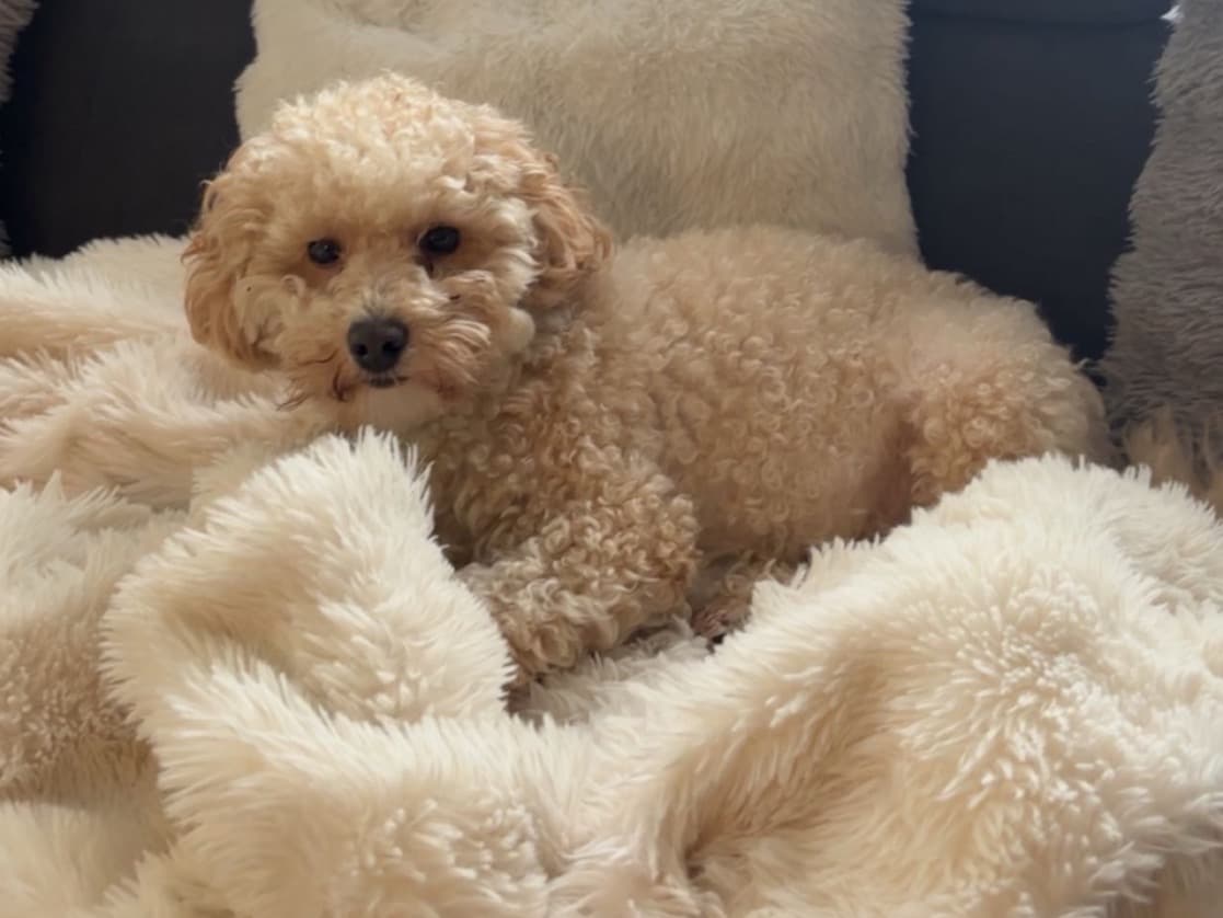 Toy Poodle 1 year 1 month old male small named Simba for breeding in Coventry, England | Petmeetly