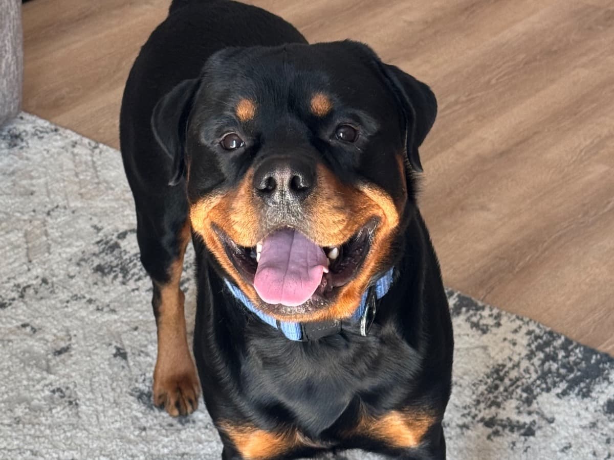 Rottweiler 3 years old male large named Koda for breeding in Port Charlotte, Florida | Petmeetly
