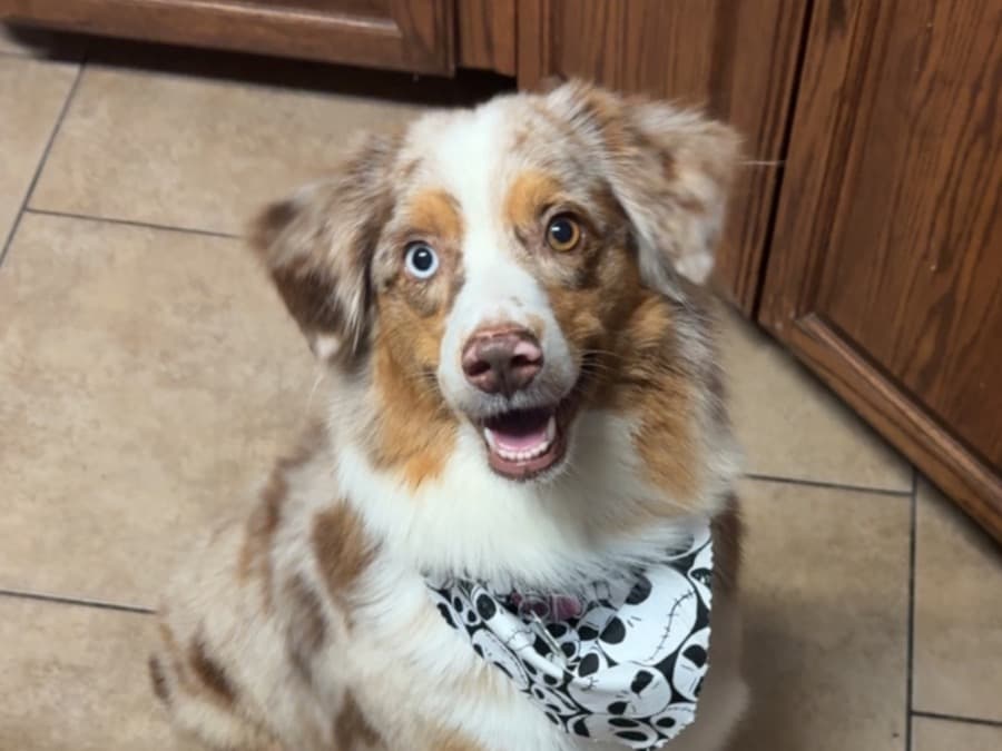 Australian Shepherd 4 years old female medium named LuLu for breeding in Corpus Christi, Texas | Petmeetly