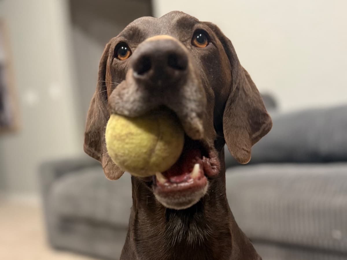 German Shorthaired Pointer 4 years old male large named Waylon for breeding in Hesperia, California | Petmeetly