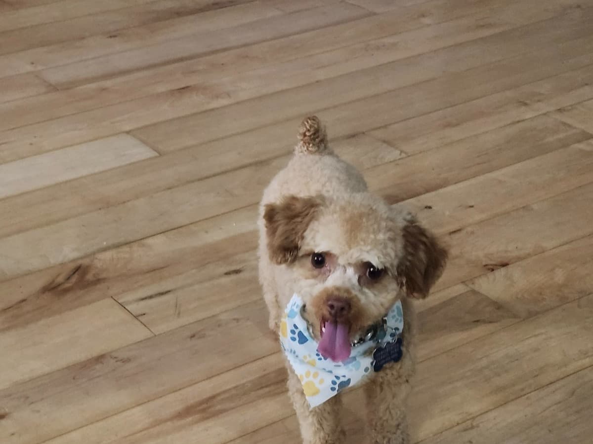 Toy Poodle 1 year 7 months old male small named Maverick for breeding in Raeford, North Carolina | Petmeetly