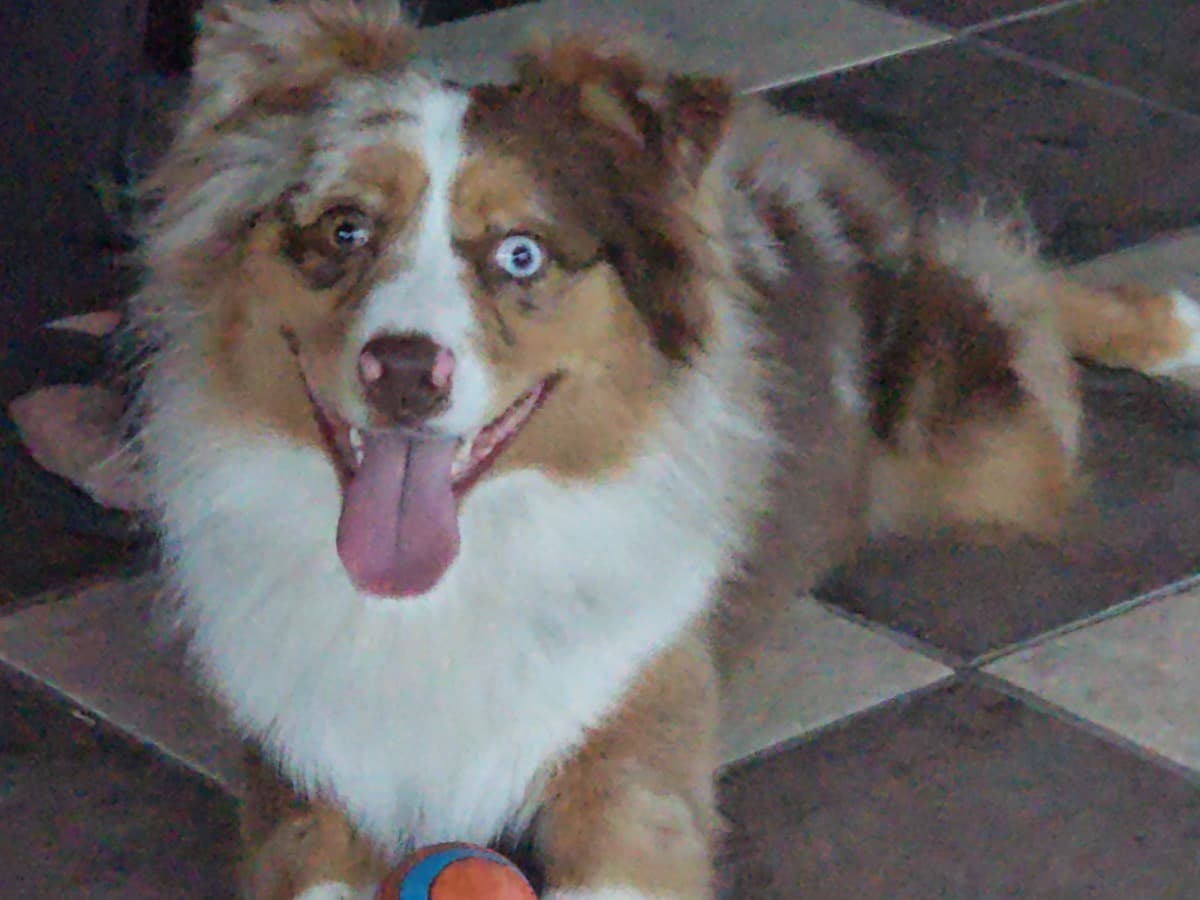 Australian Shepherd 1 year 3 months old male medium named Levi for breeding in Grapevine, Texas | Petmeetly
