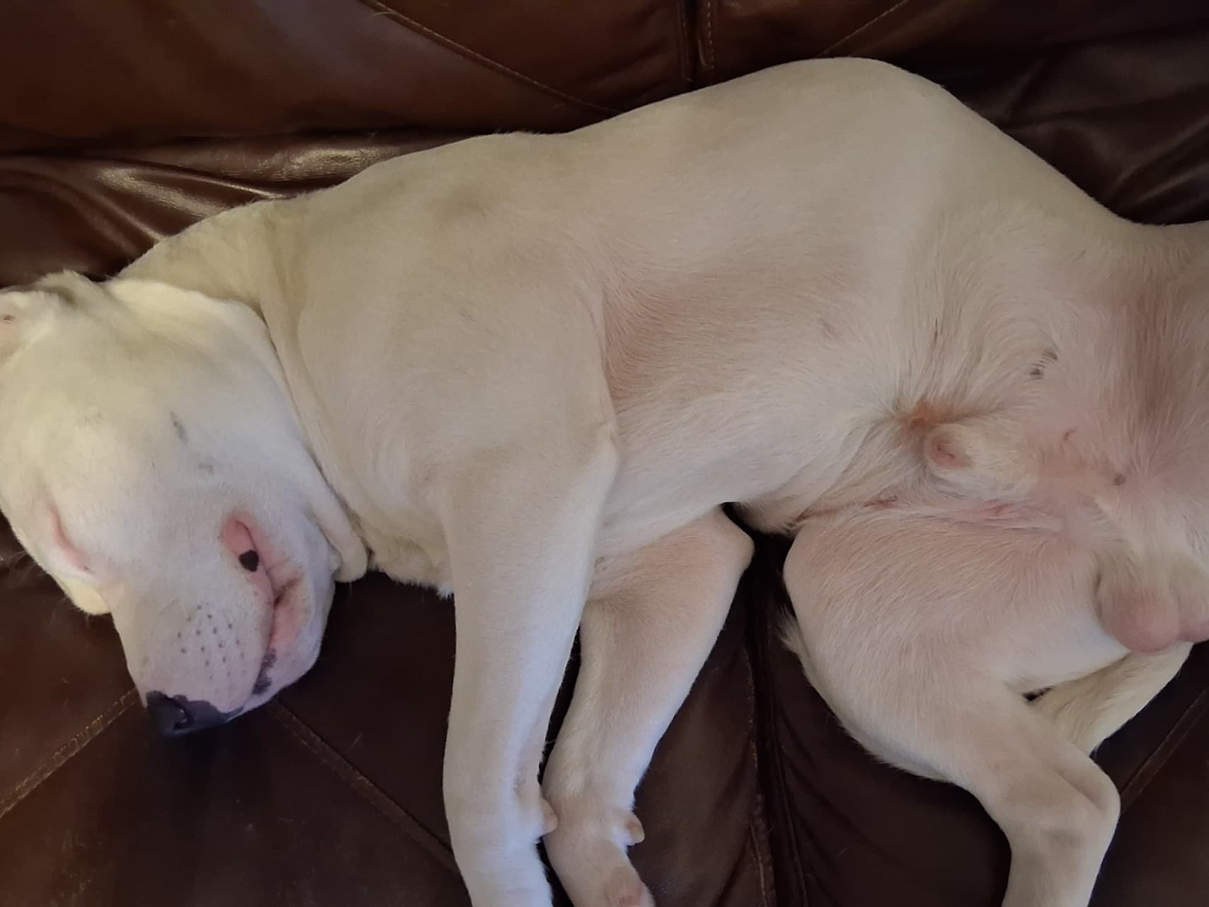 American PitBull Terrier 1 year old male large named hootch for breeding in Naples, Maine | Petmeetly