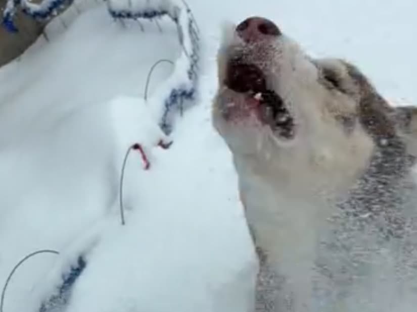 Siberian Husky 4 years old male large named Dodger for breeding in Hillsboro, Ohio | Petmeetly