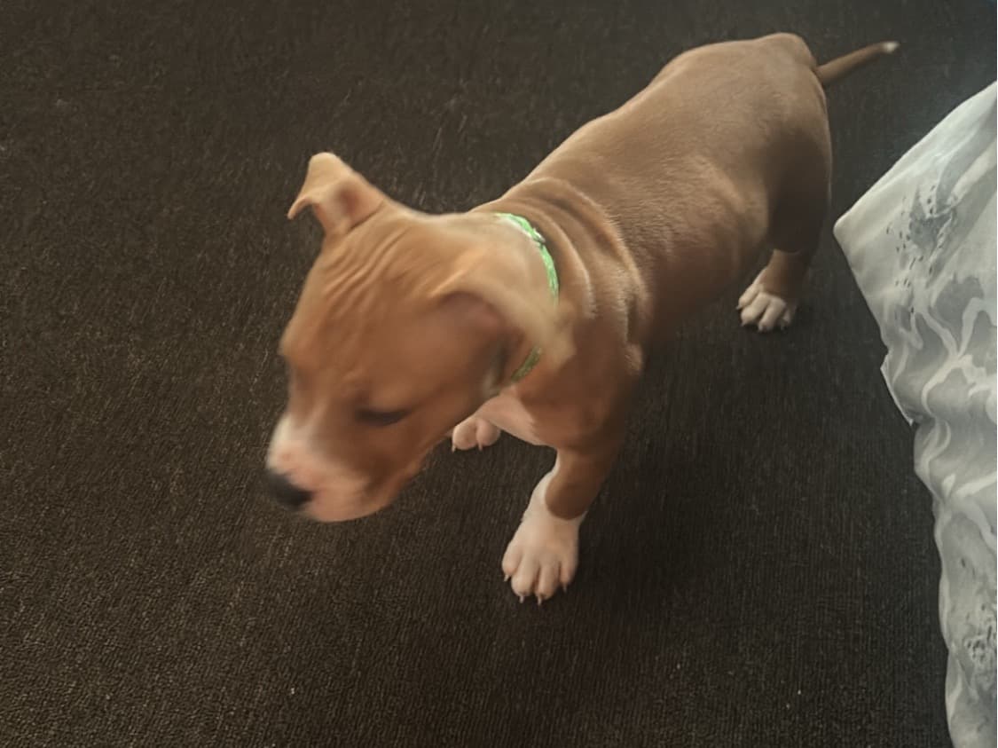 American Staffordshire Terrier 1 year 7 months old female large named LOLA for breeding in Stirling, Scotland | Petmeetly