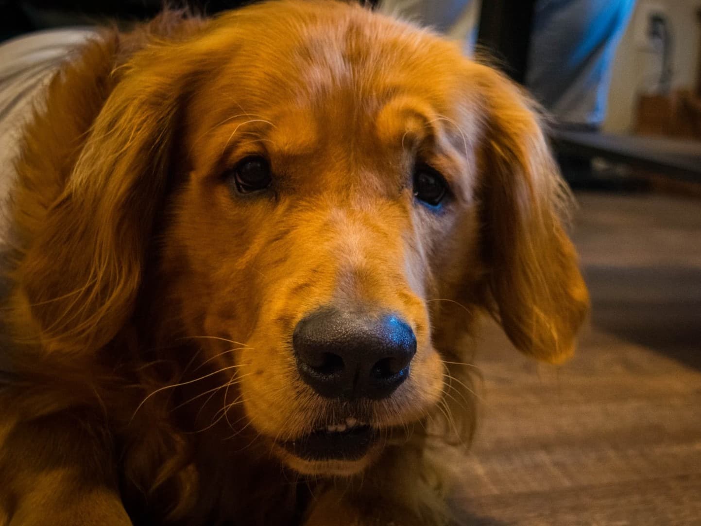 Golden Retriever 4 years old male large named Charlie for breeding in Perrysburg, Ohio | Petmeetly